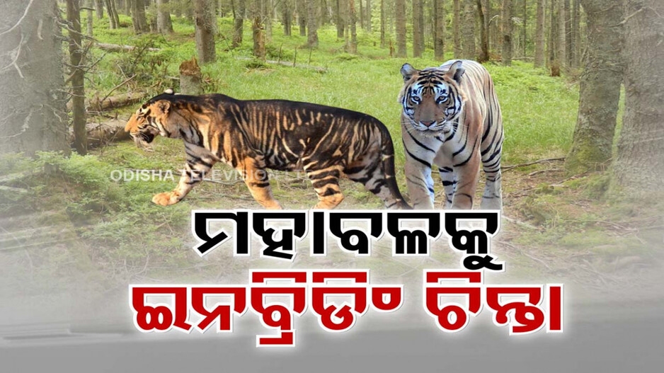 ରାଜ୍ୟରେ କଳାବାଘ ସଂଖ୍ୟା ବଢ଼ୁଛି, ଚିନ୍ତାରେ ବନ ବିଭାଗ