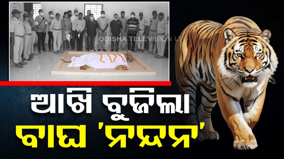 ନନ୍ଦନକାନନରେ ବାଘ ‘ନନ୍ଦନ’ର ମୃତ୍ୟୁ