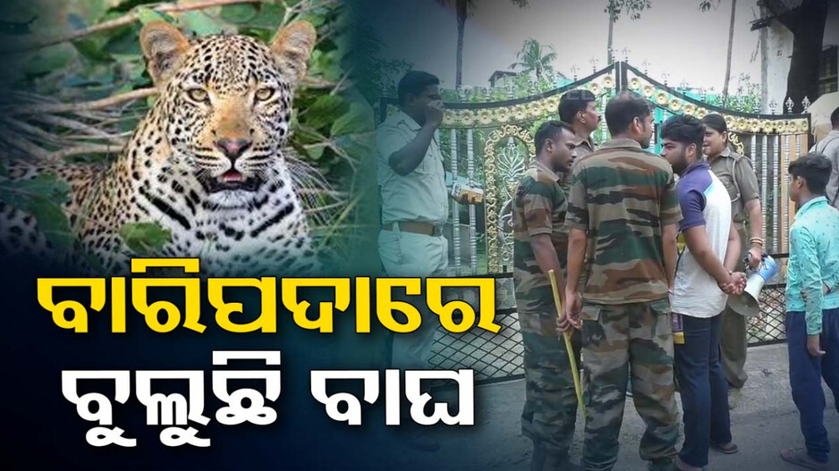 ବାରିପଦା ସହରରେ ବୁଲୁଛି ବାଘ, ଲୋକେ ଭୟଭୀତ