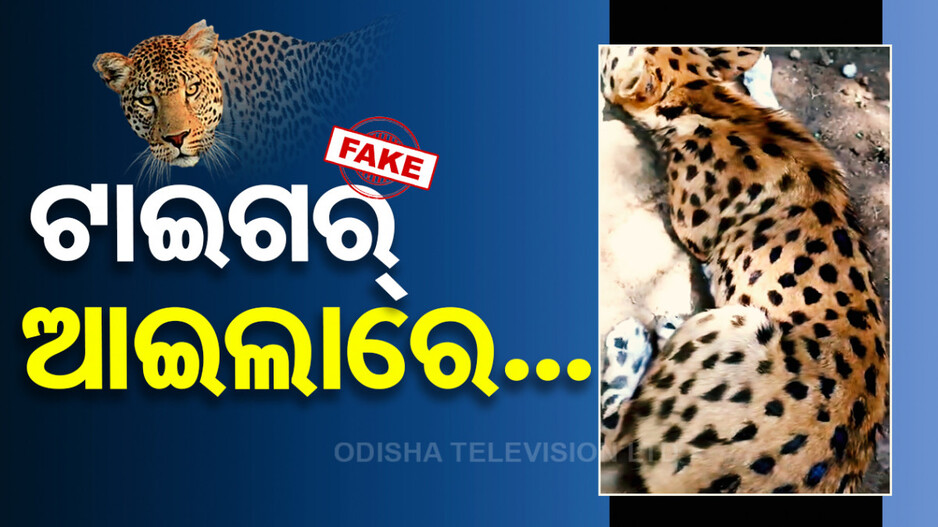 କୁକୁରକୁ ବାଘ ସଜାଇ ଗାଁରେ ଛାଡ଼ିଦେଲେ, ଭାଇରାଲ ହେଲା ଭିଡିଓ