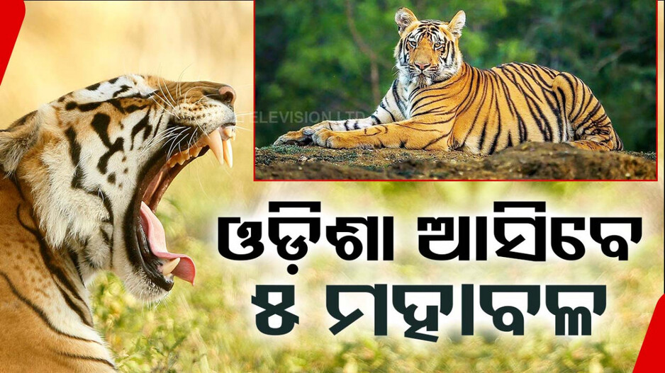ଓଡ଼ିଶା ଆସିବେ ୪ ବାଘୁଣୀ ସମେତ ୫ ମହାବଳ ବାଘ