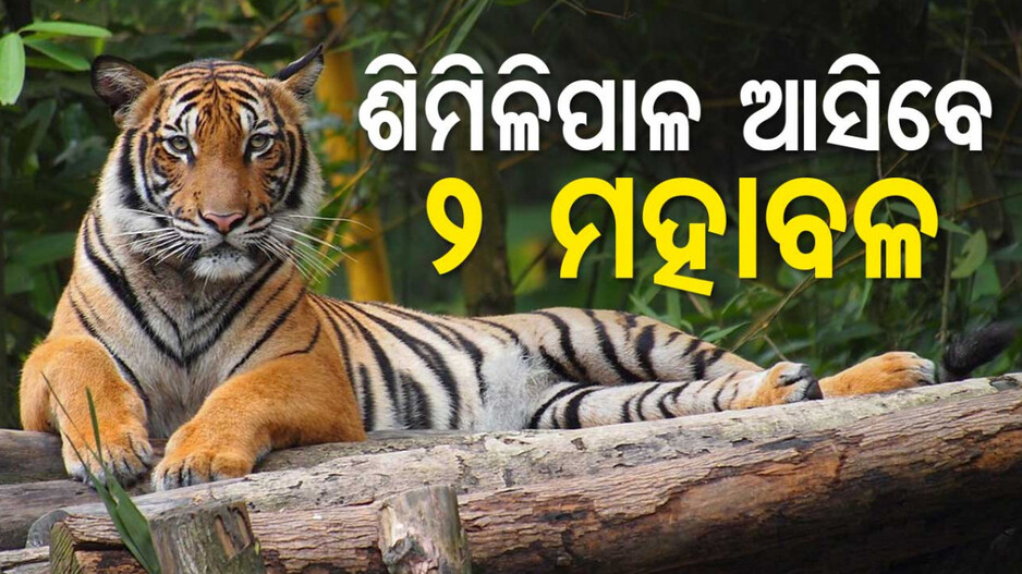 ମହାରାଷ୍ଟ୍ରରୁ ଶିମିଳିପାଳ ଆସିବେ ୨ ମହାବଳ ବାଘ