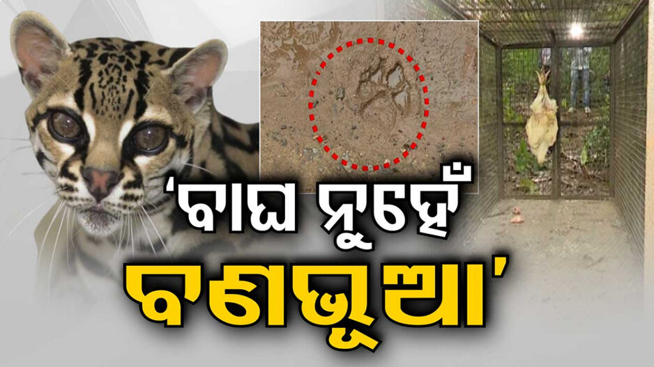 ରାଜଧାନୀରେ ବାଘ ଆତଙ୍କର ପର୍ଦ୍ଦାଫାସ; ବଣଭୂଆ ନେଇ ସ୍ପଷ୍ଟ କଲା ବନ ବିଭାଗ