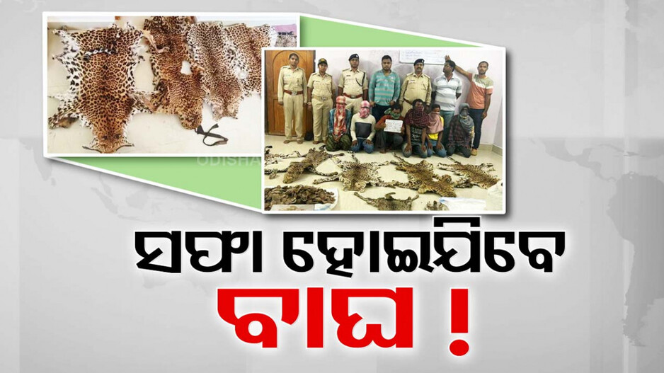 ସେଫ୍‌ ନୁହେଁ ଜଙ୍ଗଲ; ମାତିଲେଣି ମାଫିଆ, ସଙ୍କଟରେ ବାଘ ବଂଶ