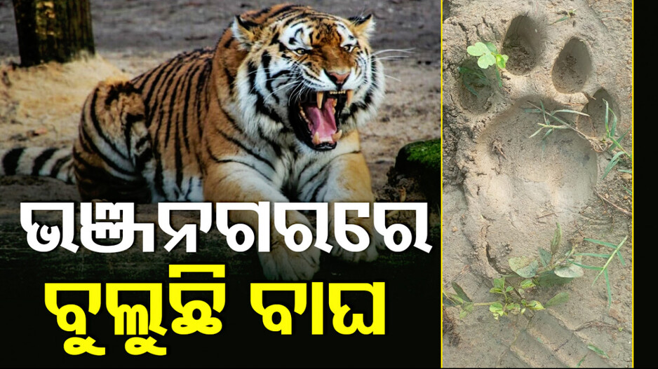 ଭଞ୍ଜନଗରରେ ବୁଲୁଛି ବାଘ, ଲୋକେ ଆତଙ୍କିତ