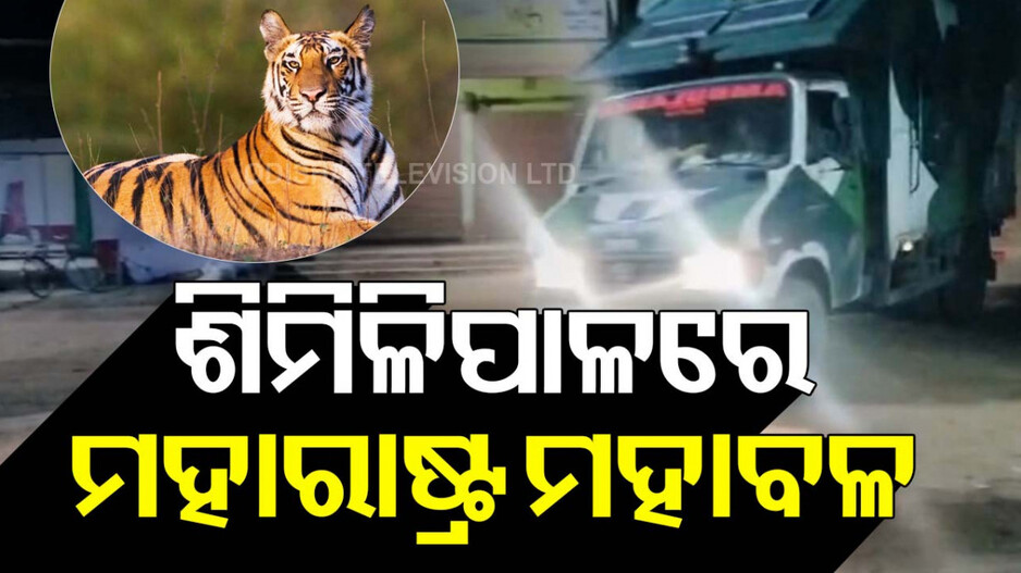 ମହାରାଷ୍ଟ୍ରରୁ ଶିମିଳିପାଳ ଆସିଲା ନୂଆ ମହାବଳ ବାଘ