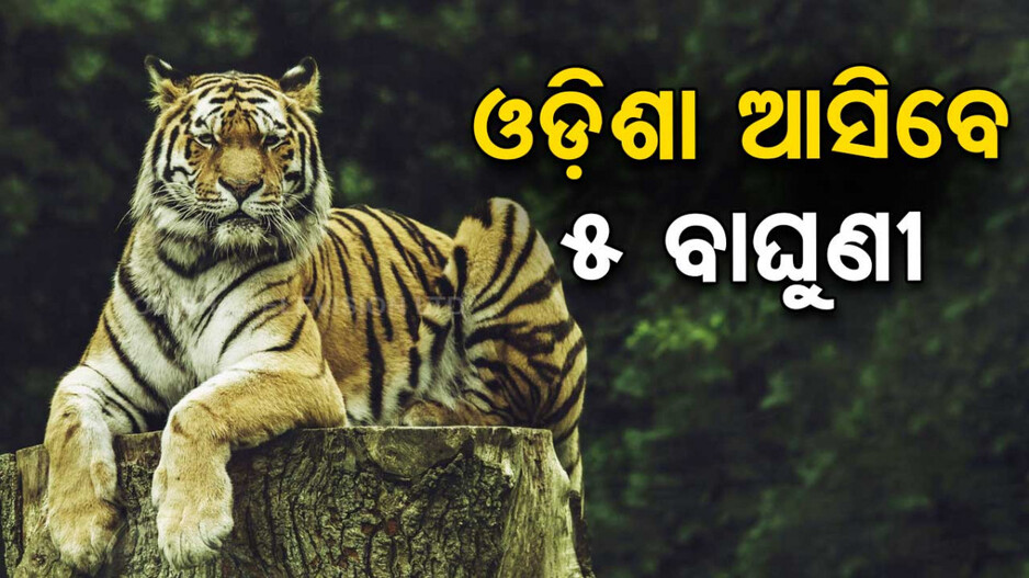 ମହାରାଷ୍ଟ୍ରରୁ ଓଡ଼ିଶା ଆସିବେ ଆଉ ୫ ବାଘୁଣୀ