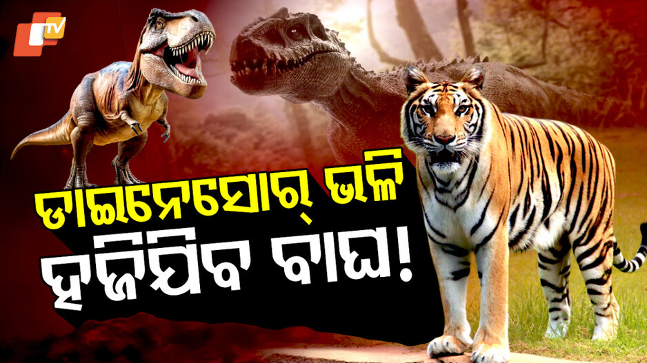 ବିଲୁପ୍ତପ୍ରାୟ ବାଘ ବଂଶ !