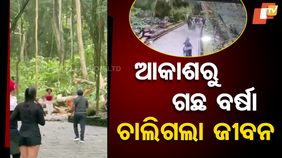 Tourist Killed in Tree Collapse : ଦେଖୁ ଦେଖୁ ଉପୁଡି ପଡ଼ିଲା ଗଛ; ଗଦା ହୋଇଗଲା ଡାଳପତ୍ର, ଚାଲିଗଲା ୨ ନୀରିହ ଜୀବନ