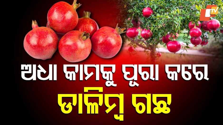 Panchmahabhut and Vastu Effects: ଡ଼ାଳିମ୍ବ ଗଛ ଏହି ଦିଗରେ ଲଗାଇଲେ ଅଟକି ରହିଥିବା ଗୃହ ନିର୍ମାଣ ସମ୍ପୂର୍ଣ୍ଣ ହୋଇଥାଏ