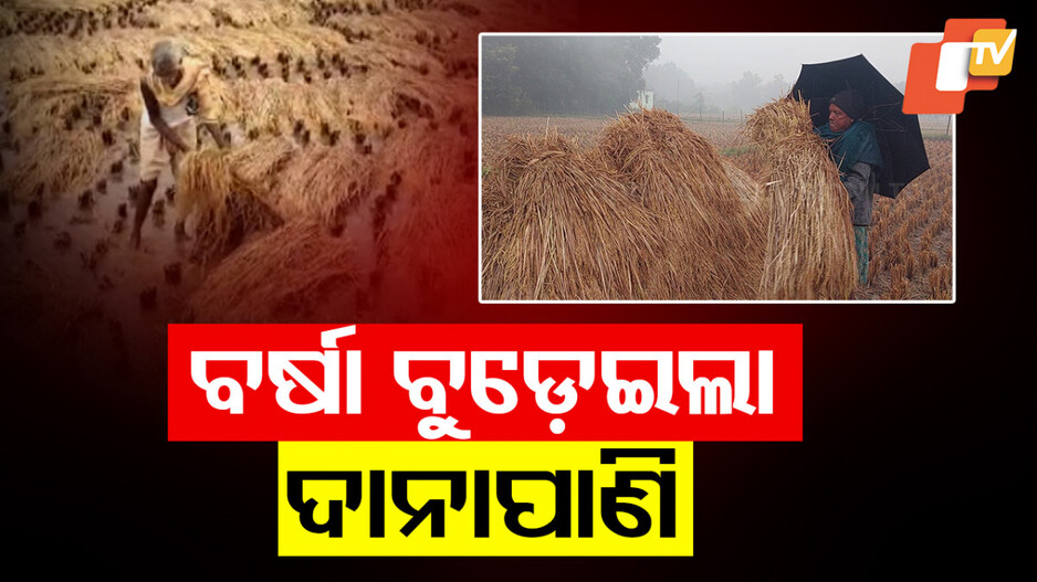 ବର୍ଷା ଉଜାଡ଼ି ଦେଲା ବର୍ଷକର ଦାନାପାଣି