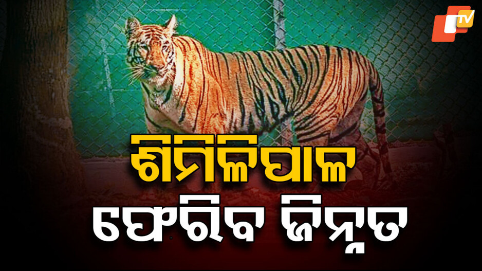 Tigress Zeenat: ଜନ୍ତାରେ ଜିନ୍ନତ; ଖୁବଶୀଘ୍ର ଶିମିଳିପାଳ ଫେରିବ ମରାଠା ବାଘୁଣୀ