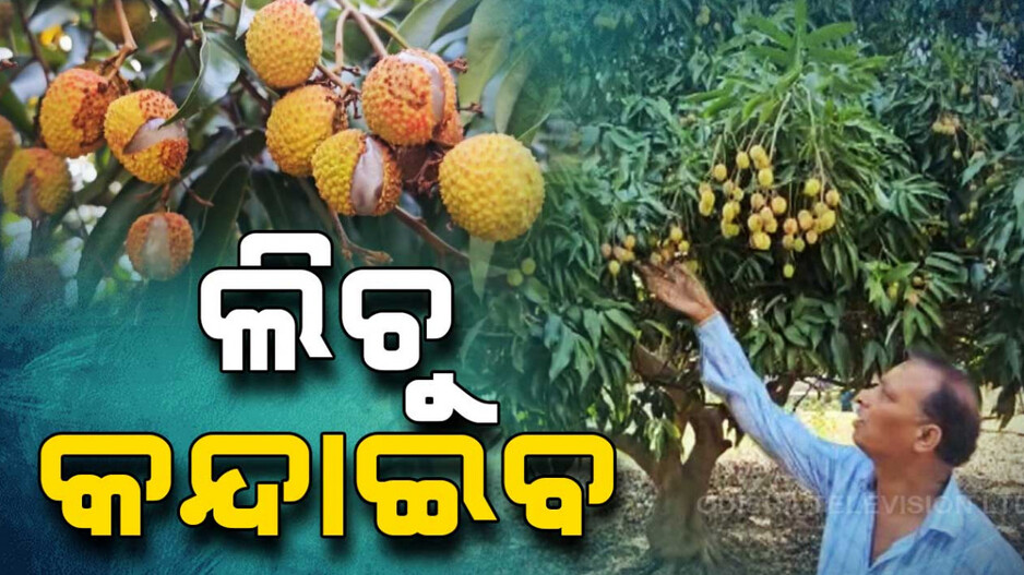 ଚିନ୍ତାରେ ଲିଚୁ ଚାଷୀ