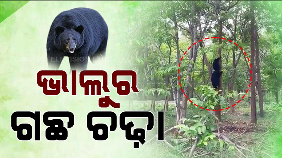 ‍ଭାଲୁର ଗଛ ଚଢ଼ା