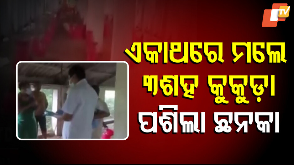 Bird Flu:କୁକୁଡ଼ା ମଡ଼କ, ବାର୍ଡ ଫ୍ଲୁ ଛନକା, ଗୋଟିଏ ଫାର୍ମରେ ୩୦୦ରୁ ଅଧିକ କୁକୁଡ଼ାଙ୍କ ମୃତ୍ୟୁ