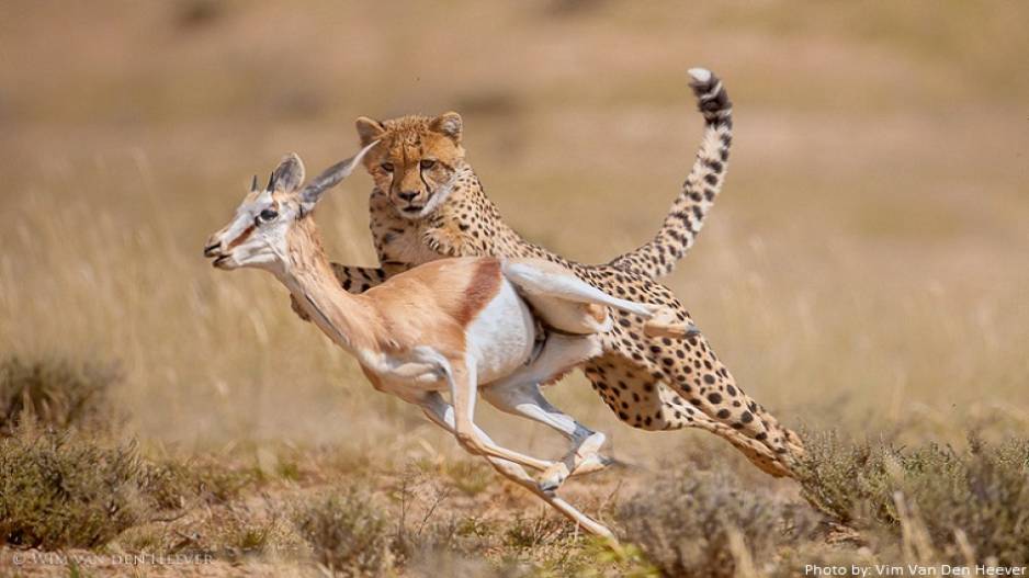 What makes Cheetahs so fast? Read on to find out