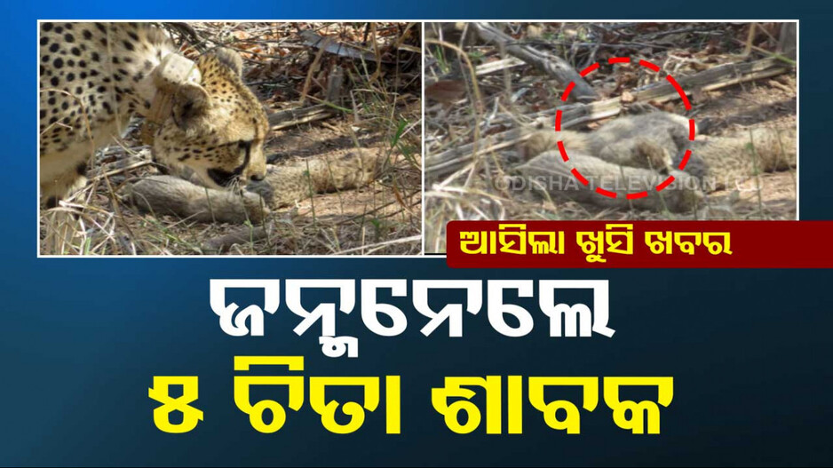 ବାଘୁଣୀ ‘ଗାମିନୀ’ ଦେଲା ଖୁସି ଖବର...ଜନ୍ମ ହେଲା ୫ ଚିତା ଶାବକ... 