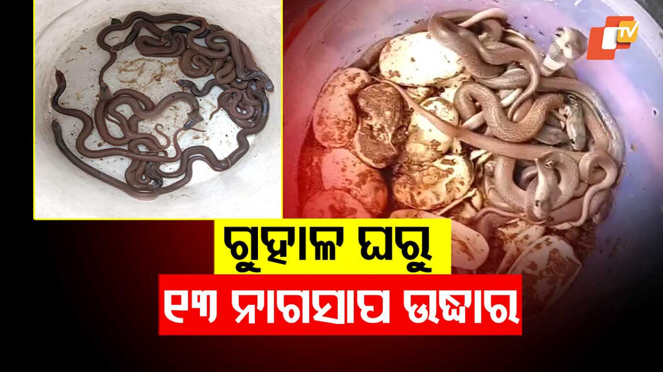 ଗୁହାଳ ଘରେ୧୩ ନାଗସାପ
