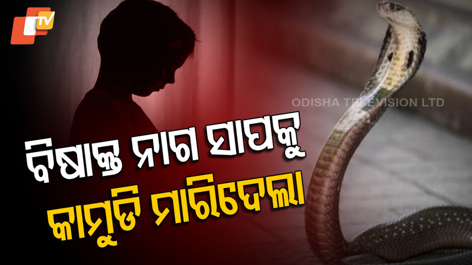 Cobra Bitten To Death: ଖେଳନା ଭାବି ନାଗ ସାପକୁ କାମୁଡି ମାରିଦେଲା ୩ ବର୍ଷର ବାଳକ, ଡାକ୍ତର କହିଲେ ଏହା ଆଶ୍ଚର୍ଯ୍ୟ ଓ ବିରଳ ଘଟଣା