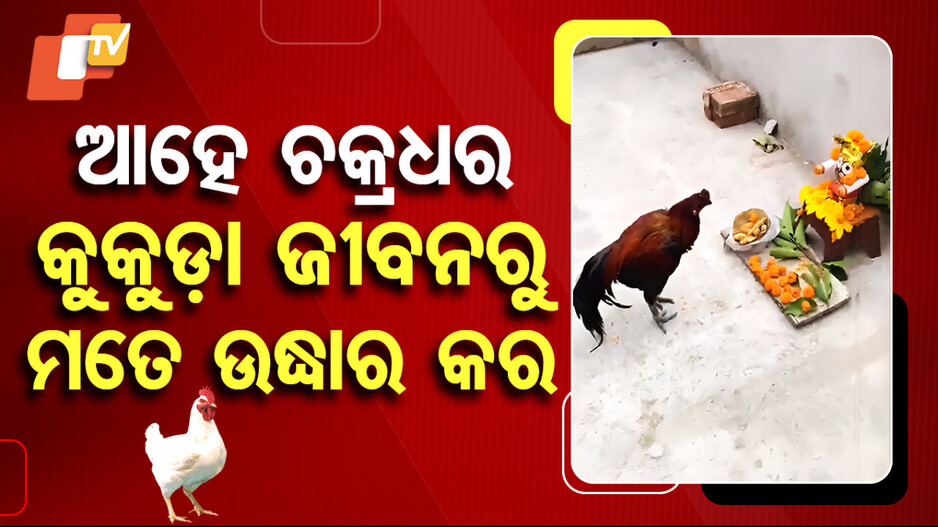 Viral Video: ମହାପ୍ରଭୁଙ୍କ ପାଖେ ଅଧିଆ ପଡିଛି କୁକୁଡ଼ା; ଜଣାଉଛି ଦୁଃଖ...