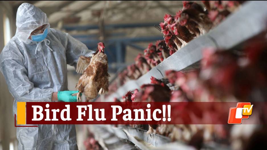 2021's First Bird Flu Death In India! 12-Year-Old Succumbs To H5N1 ...