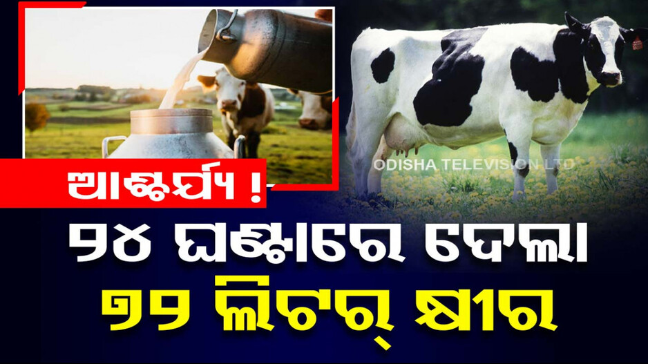 ଆଶ୍ଚର୍ଯ୍ୟ ! ରେକର୍ଡ଼ କଲା ଗାଈ...୨୪ ଘଣ୍ଟାରେ ଦେଲା ୭୨ ଲିଟର୍ କ୍ଷୀର