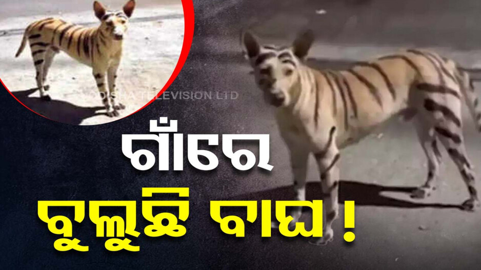 ବାଘ ବୁଲୁଛି ଶୁଣି ପଡିଲା ତାଟି କବାଟ.. ସିସିଟିଭିରେ ଦେଖିଲା ବେଳକୁ ବାଘ ବେଶରେ..