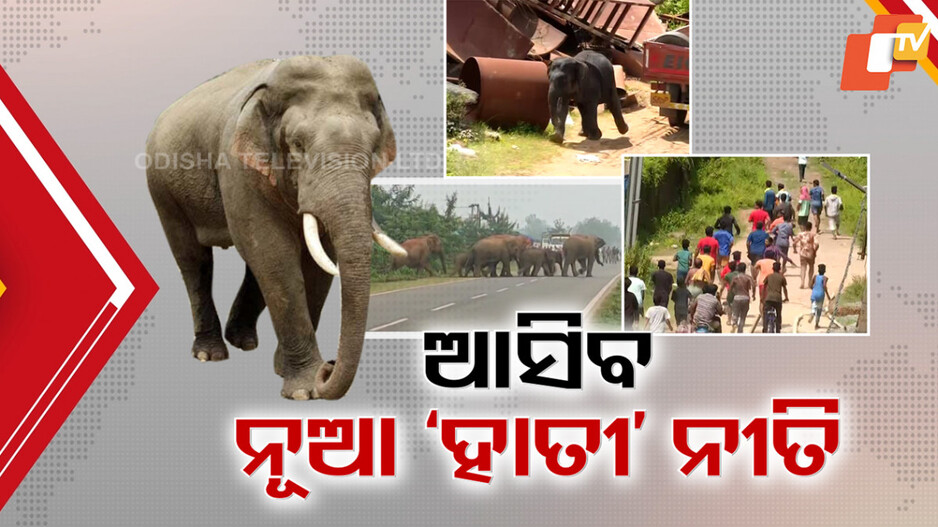 Elephant Conservation:ହାତୀ ସୁରକ୍ଷା ପାଇଁ ସରକାର ଆଣିବେ ସ୍ୱତନ୍ତ୍ର ନୀତି, ରିଜିଓନାଲ ଆକ୍ସନ ପ୍ଲାନ ପ୍ରସ୍ତୁତ କରିବ ବିଭାଗ