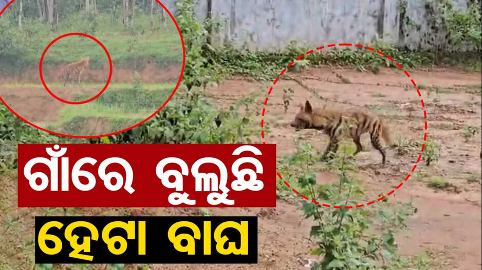 ଭୟ ! ଆଗରୁ ଭାଲୁ ବୁଲୁଥିଲା ଏବେ ହେଟା ବାଘ.. ଛାନିଆ ଗାଁ ଲୋକେ