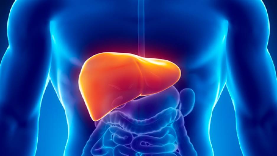 Cheers Here s how your liver breaks down alcohol