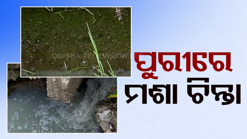 ପର୍ଯ୍ୟଟନ ସହର ପୁରୀରେ ମଶା ଭଣଭଣ; ଗାମ୍ବୁଶିଆ ମାଛ ଭରସାରେ ପୌର ପ୍ରଶାସନ