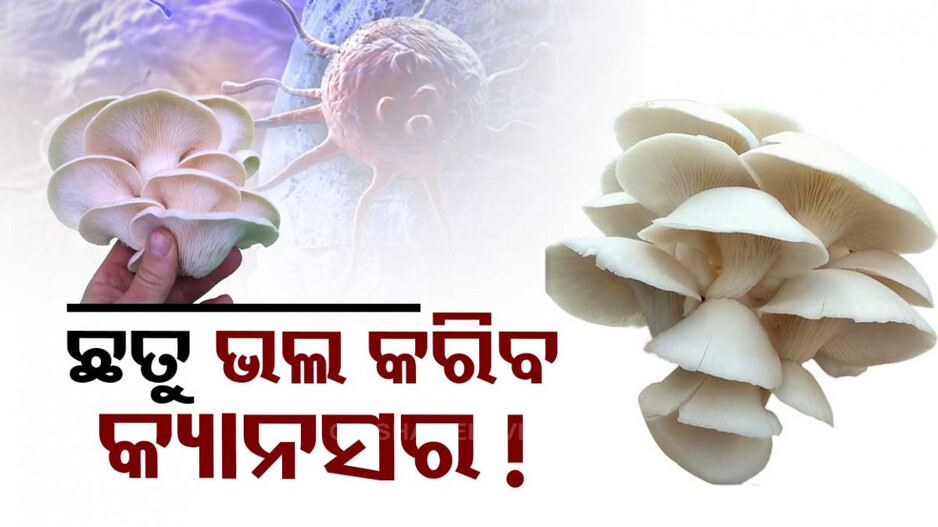 ବୈଜ୍ଞାନିକଙ୍କୁ ବଡ଼ ସଫଳତା;  ଛତୁରୁ ପ୍ରସ୍ତୁତ ହେବ ସୁନା ନାନୋ ପାର୍ଟିକିଲ୍, ଭଲ ହେବ କ୍ୟାନସର
