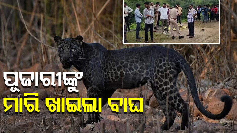 ଆତଙ୍କ ରଚୁଛି କଳା କଲରାପତରିଆ; ୧୧ ଦିନରେ କଲାଣି ୭ ମଣିଷ ଶିକାର