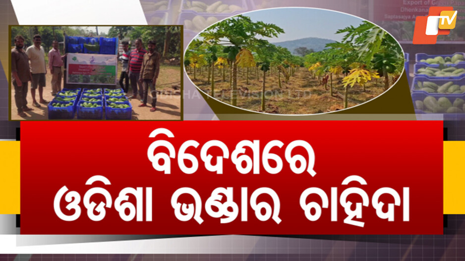 Denkanal Papaya in Foreign: ଲଣ୍ଡନ, ଆୟର୍ଲାଣ୍ଡ ଗଲା ଢେଙ୍କାନାଳ ଭଣ୍ଡା, ଖୁସି ପ୍ରକାଶ କଲେ ମୁଖ୍ୟମନ୍ତ୍ରୀ