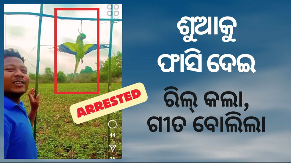 Parrot Killed: ଶୁଆକୁ ଫାଶୀ ଦେଇ କରୁଥିଲେ ରିଲ୍ସ , ବାନ୍ଧିନେଲା ପୋଲିସ