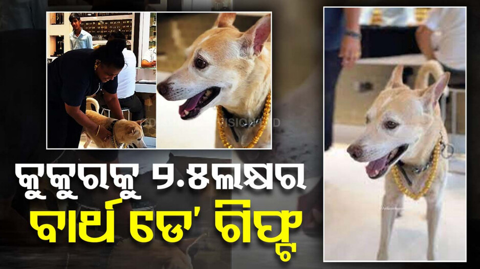 କୁକୁରର ବାର୍ଥ ଡେ’ ସେଲିବ୍ରେସନ; ମାଲିକାଣୀ ଦେଲେ ଅଢ଼େଇ ଲକ୍ଷର ସୁନା ଚେନ୍‌