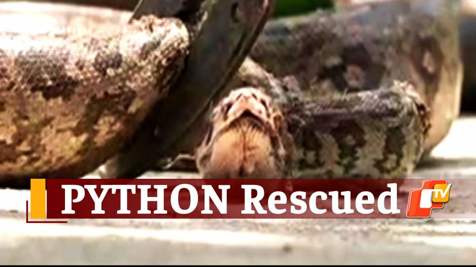 Python Inside Medicine Store: 5-Feet-Long Python Rescued In Odisha