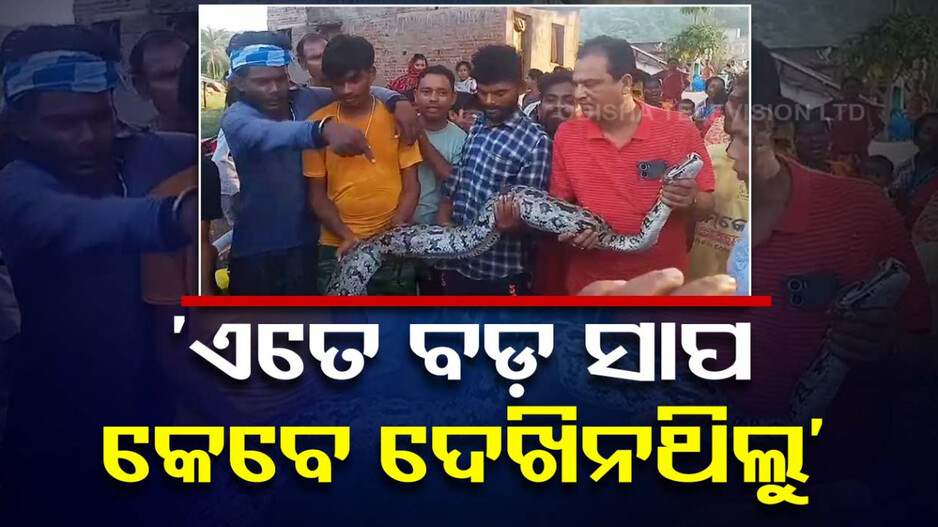 ଖାଇବା ଖୋଜି ଖୋଜି ଗାଁ ଭିତରକୁ ପଶିଗଲା ଅଜଗର