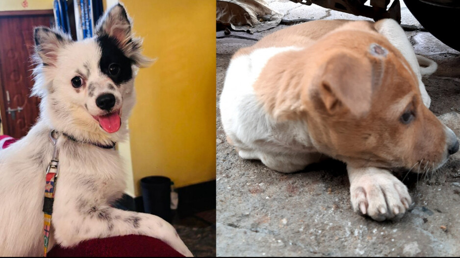Woofs to words this ai tool may translate your dog s barks into human