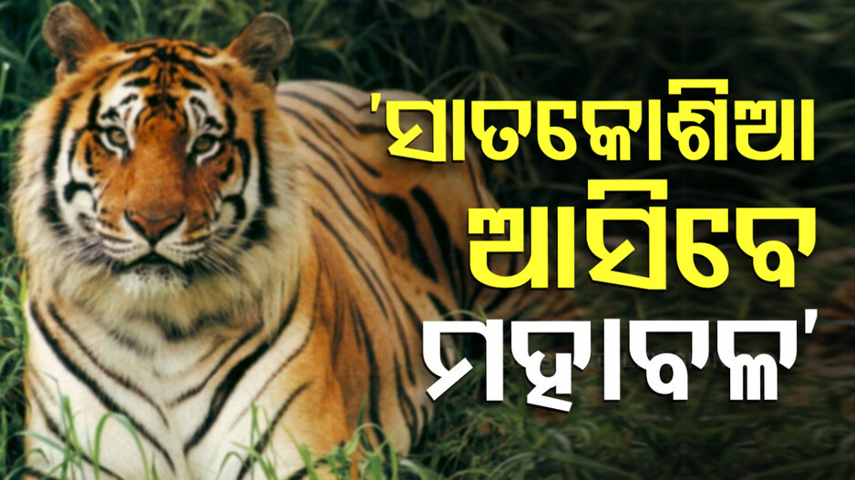 ସାତକୋଶିଆକୁ ଫେରିବେ ମହାବଳ; ୫ବର୍ଷରେ ୧୪ ବାଘ ଆଣିବାକୁ ଯୋଜନା