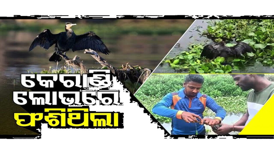 କେରାଣ୍ଡି ଖାଇବାକୁ ଯାଇ ବନଶି କଣ୍ଟାରେ ଫଶିଗଲା ପାଣିକୁଆ