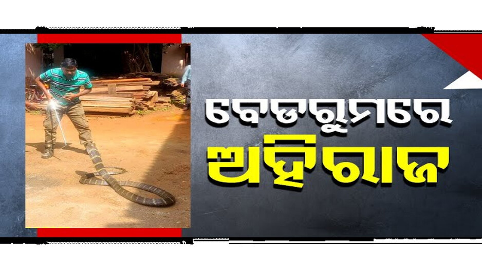 ବେଡରୁମରେ ପସିଗଲା ୧୫ ଫୁଟଆ ଅହିରାଜ ସାପ, ତାପରେ...