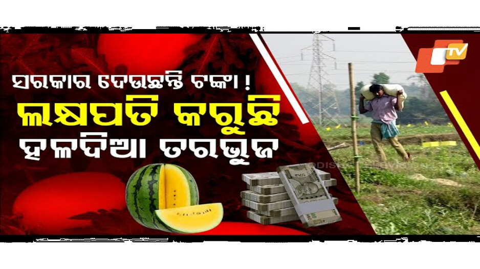 ଖେତରେ ଲାଗିଛି ହଳଦିଆ ତରୁଭୁଜ