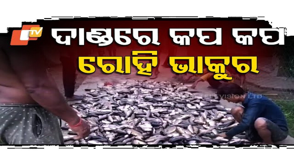 ଗାଁ ଦାଣ୍ଡରେ ଲାଞ୍ଜ ପିଟୁଛନ୍ତି କୁଇଣ୍ଟାଲ୍ କୁଇଣ୍ଟାଲ୍ ମାଛ