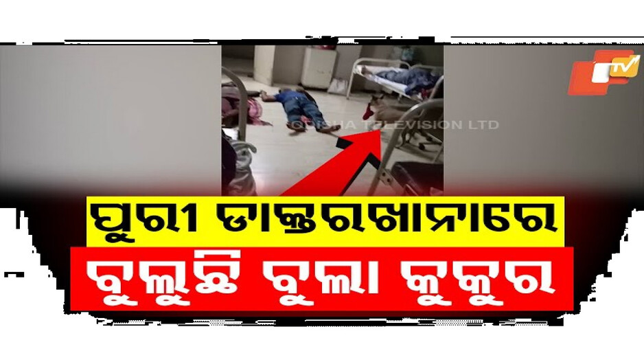ବଡଡାକ୍ତରଖାନାରେ ବୁଲୁଛି ବୁଲା କୁକୁର
