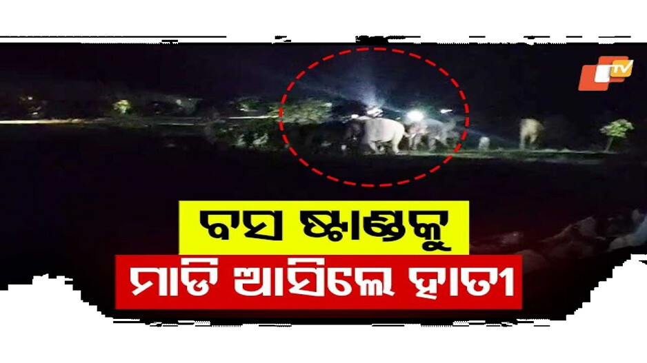 ବସଷ୍ଟାଣ୍ଡକୁ ମାଡିଆସିଲେ ହାତୀ ପଲ