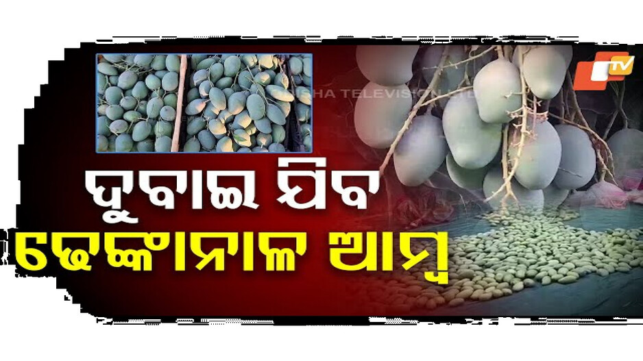 ଢେଙ୍କାନାଳରୁ ବିଦେଶକୁ ରପ୍ତାନୀ ହେଲା ଆମ୍ବ