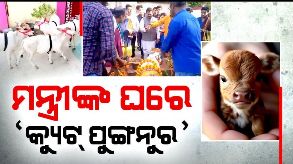 ଦେଶର ସବୁଠୁ କୁନି ଗାଈ, ଦାମ୍‌ ଜାଣିଲେ ହୋଇଯିବେ ଆଶ୍ଚର୍ଯ୍ୟ