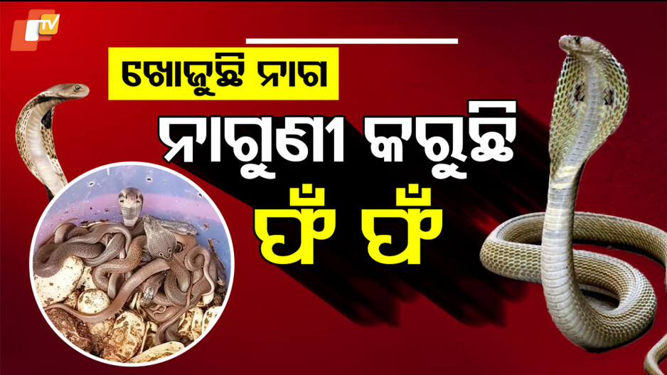 ନାଗୁଣୀ କରୁଛି ଫଁ ଫଁ
