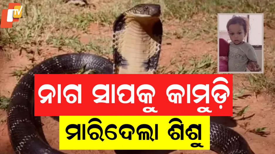 Cobra Bitten To Death: ଖେଳନା ଭାବି ନାଗ ସାପକୁ କାମୁଡ଼ି ମାରିଦେଲା ୩ ବର୍ଷର ଶିଶୁ, ନିଜେ ବେହୋସ ହୋଇଗଲା